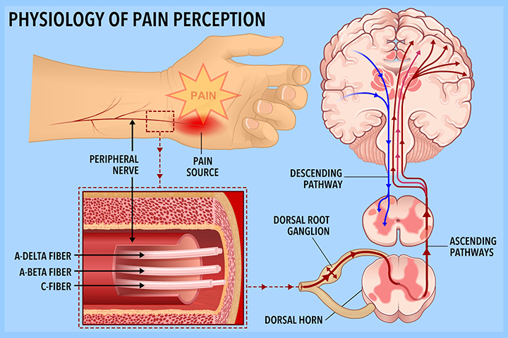 pain perception